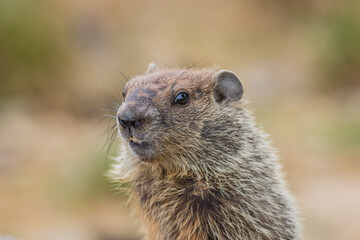 Poster - Adorable young Groundhog (Marmota Monax) closeup looking at angle in soft beatiful light