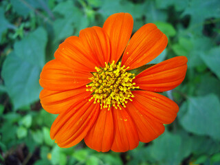 Wild orange flower