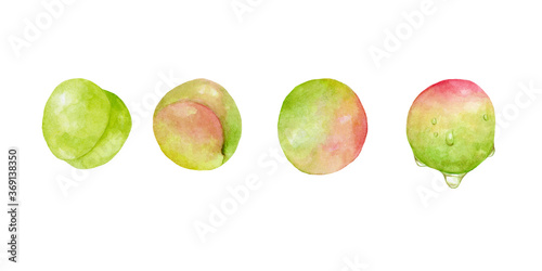 いろいろな梅の実のセット バリエーション 水彩イラスト Stock Illustration Adobe Stock