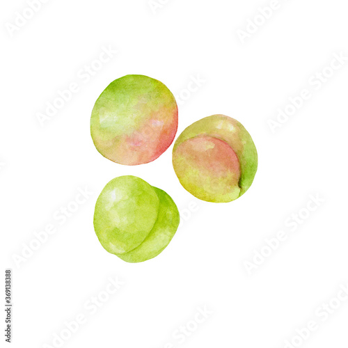梅の実のセット バリエーション 水彩イラスト Stock Illustration Adobe Stock