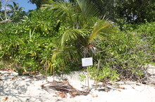 Turtle Nest On A White Sand Beach In Seychelles Island With Green Forest Palm Tree In Seychelles Islands, La Digue, Mahe, Praslin.
