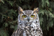 © Ian Kennedy - View of a Great Horned Owl