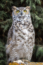 View Of A Great Horned Owl