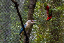 The Blue-winged Kookaburra (Dacelo Leachii) And The Yellow-bibbed Lory (Lorius Chlorocercus) Are Looking Each Other. 