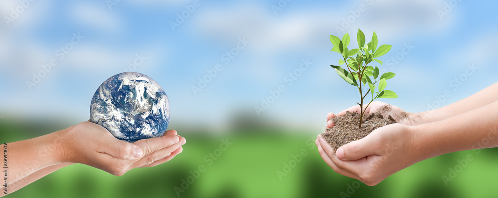 Environment day concept. hands holding tree and earth globe over green ...