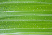 Green Leaves With Water Drops.