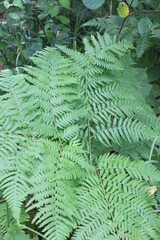  fern in the forest