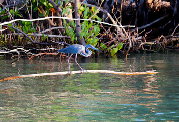 tricolored heron