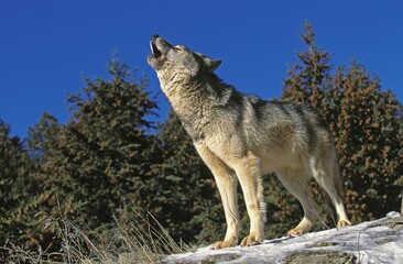 Wall Mural - north american grey wolf canis lupus occidentalis, adult howling on rock, canada