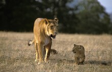 AFRICAN LION Panthera Leo, FEMALE WITH CUB WALKING ON DRY GRASS, KENYA