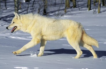 Wall Mural - arctic wolf canis lupus tundrarum, adult walking in snow, alaska