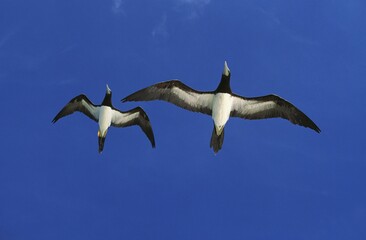 Sticker - BROWN BOOBY sula leucogaster, ADULTS FLYING AGAINST BLUE SKY, AUSTRALIA