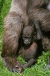 © slowmotiongli - EASTERN LOWLAND GORILLA gorilla gorilla graueri, YOUNG AND MOTHER