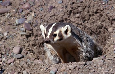 Wall Mural - american badger taxidea taxus, adult at burrow entrance, canada