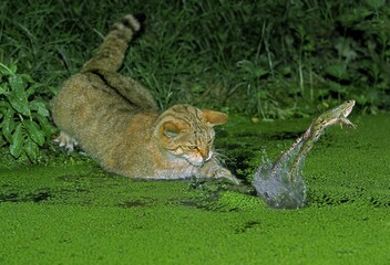 Wall Mural - EUROPEAN WILDCAT felis silvestris, ADULT HUNTING GREEN FROG rana esculenta