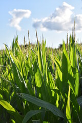 Canvas Print - Corn