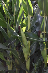 Wall Mural - Ear of Corn