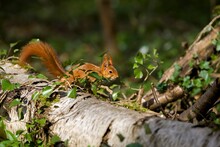 RED SQUIRREL Sciurus Vulgaris, ADULT STANDING ON BRANCH, NORMANDY IN FRANCE