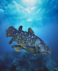 Wall Mural - coelacanth latimeria chalumnae, adult