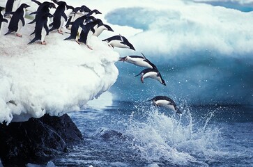 Wall Mural - adelie penguin pygoscelis adeliae, colony on paulet island, group leaping into ocean, antartica