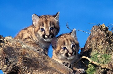 Wall Mural - cougar puma concolor, cub standing on stump