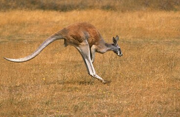 Wall Mural - red kangaroo macropus rufus, adult hopping, australia