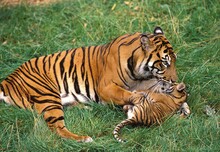 SUMATRAN TIGER Panthera Tigris Sumatrae, FEMALE PLAYING WITH CUB