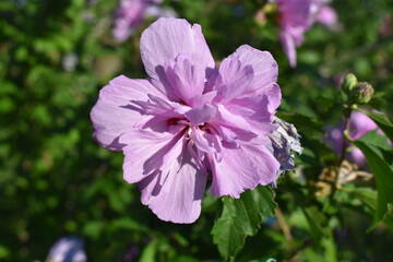 Sticker - Purple Flower