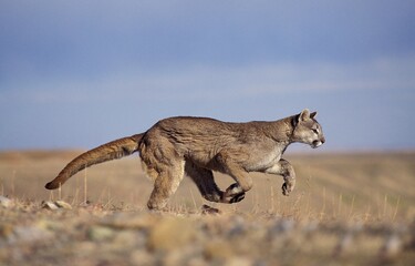 Wall Mural - cougar puma concolor, adult running, montana
