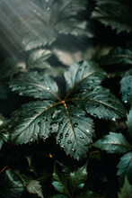 Sunrays Falling On Wet Ivy Leaves