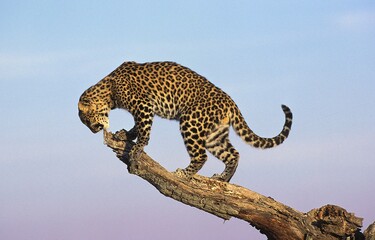 Wall Mural - LEOPARD panthera pardus, ADULT STANDING ON BRANCH