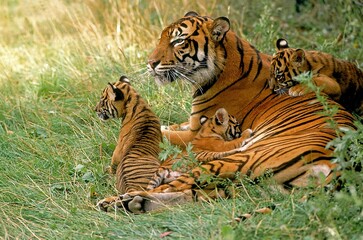 Wall Mural - sumatran tiger panthera tigris sumatrae, female with cub laying down on grass