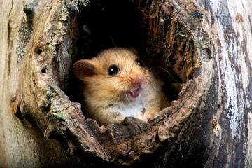 Wall Mural - COMMON DORMOUSE muscardinus avellanarius, ADULT STANDING AT NEST ENTRANCE, NORMANDY IN FRANCE