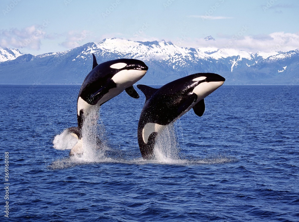 KILLER WHALE orcinus orca, PAIR LEAPING, CANADA - obrazy, fototapety, plakaty 
