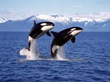 Fototapeta Zwierzęta - KILLER WHALE orcinus orca, PAIR LEAPING, CANADA
