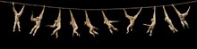 WHITE-HANDED GIBBON Hylobates Lar, FEMALE HANGING FROM LIANA, MOVEMENT SEQUENCE