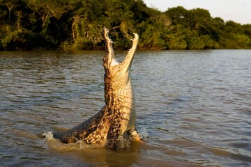 Wall Mural - spectacled caiman caiman crocodilus, adult leaping out of water with open mouth, los lianos in venez