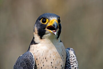 PEREGRINE FALCON falco peregrinus, ADULT CALLING OUT, NORMANDY