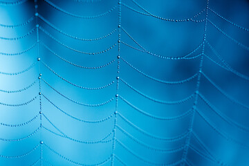 Dewy spider web