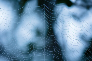 Dewy spider web