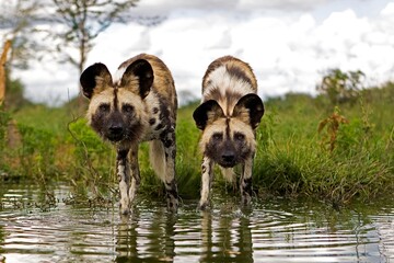 Wall Mural - african wild dog lycaon pictus, pair entering water, namibia