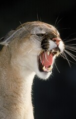 Poster - COUGAR puma concolor, ADULT SNARLING