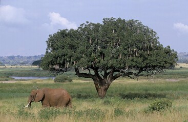 Wall Mural - african elephant loxodonta africana near a sausage tree kigelia africana, tarangire park in tanzania