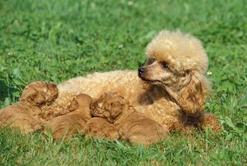 Wall Mural - apricot standard poodle dog, mother with suckling puppies