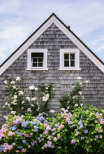 Summer Hydrangea And Roses Growing On Summer Cottage Nantucket Island Massachusetts