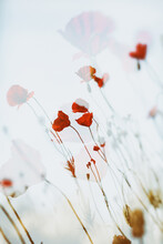 Red Poppies In A Field Of Wheat