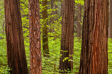 Ponderosa Pine And Incense Cedar Trees In A Lush, Green Forest In Yosemite National Park