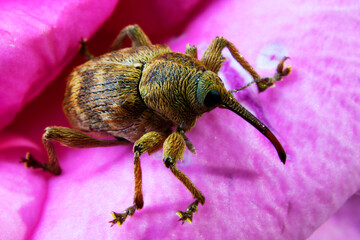 Acorn Weevil