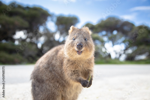 Fotomural The happiest animal quokka is smiling and greeting you at Rottnest Island in Per