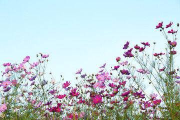 Poster - コスモスの花